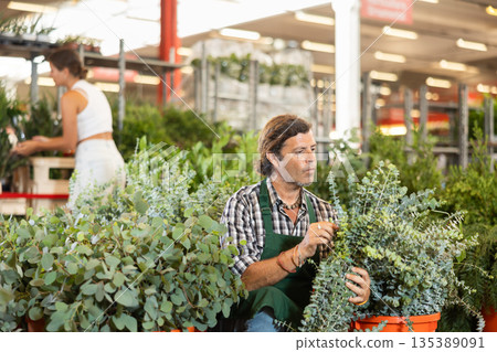 Adult male seller holding eucalyptus in pot 135389091
