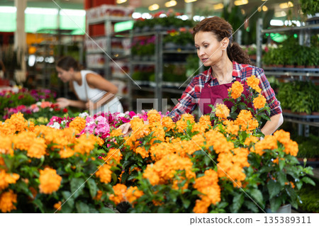 Adult female seller holding crossandra in pot 135389311