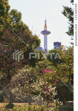 京都菊國亭的紅白梅花 135389390