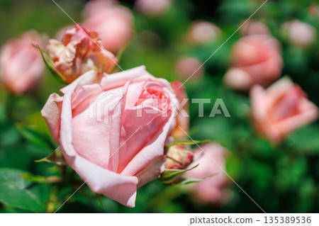 Beautiful pink roses in the rose garden Beautiful pink roses in the rose garden 135389536