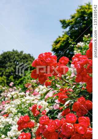 A red rose in full bloom against the blue sky 135389542