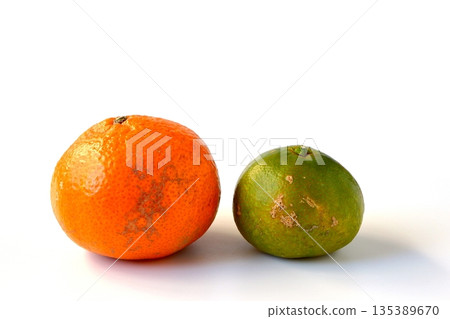Large ripe mandarins and small green mandarins on a white background Large ripe mandarins and small green mandarins on a white background 135389670