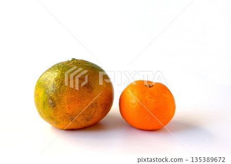 白色背景上的大個子未成熟的柑橘和小個成熟的柑橘 135389672