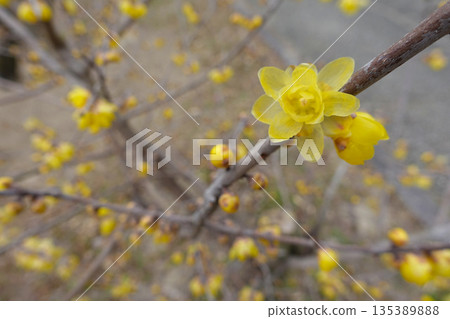 Wintersweet in Odai Park 135389888