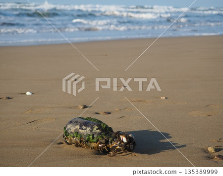 Garbage that was washed up on the beach 135389999