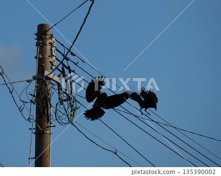 A crow staying on a utility pole A crow staying on a utility pole 135390002