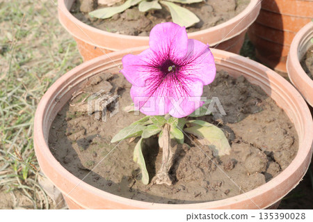 Petunia axillaris flower plant on pot Petunia axillaris flower plant on pot 135390028