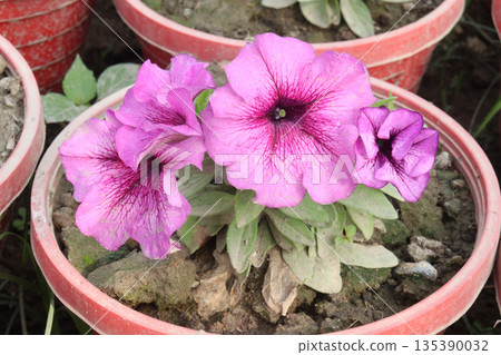 Petunia axillaris flower plant on pot Petunia axillaris flower plant on pot 135390032