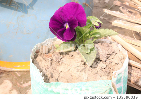 Petunia axillaris flower plant on pot 135390039