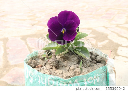 Petunia axillaris flower plant on pot Petunia axillaris flower plant on pot 135390042