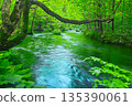 The tranquil flow of Ishigedonose in the fresh greenery of Oirase Valley in Towada City, Aomori Prefecture 135390061
