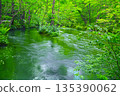 The tranquil flow of Ishigedonose in the fresh greenery of Oirase Valley in Towada City, Aomori Prefecture 135390062