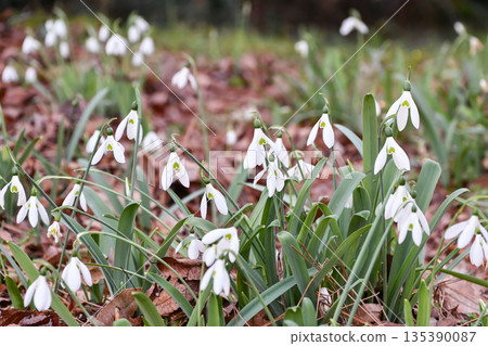 Snowdrop Snowdrop Snowdrop Snowdrop 135390087