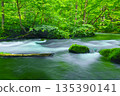 Fresh green scenery of Oirase Valley, Towada City, Aomori Prefecture 135390141