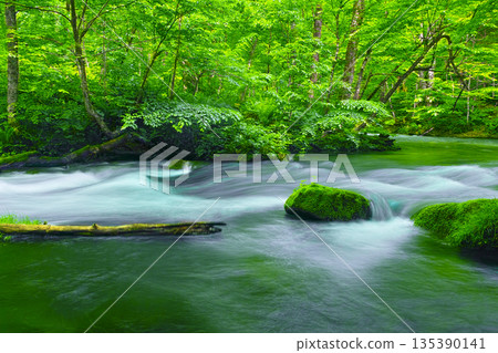 Fresh green scenery of Oirase Valley, Towada City, Aomori Prefecture 135390141