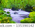 Fresh green scenery of Oirase Valley, Towada City, Aomori Prefecture 135390142