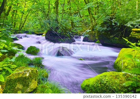 青森縣十和田市奧入瀨山谷的清新翠綠景色 135390142