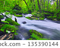 Fresh green scenery of Oirase Valley, Towada City, Aomori Prefecture 135390144