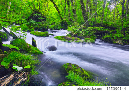 青森縣十和田市奧入瀨山谷的清新翠綠景色 135390144