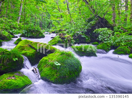 青森縣十和田市奧入瀨山谷的清新翠綠景色 135390145