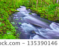 Fresh green scenery of Oirase Valley, Towada City, Aomori Prefecture 135390146