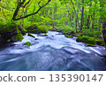 Fresh green scenery of Oirase Valley, Towada City, Aomori Prefecture 135390147