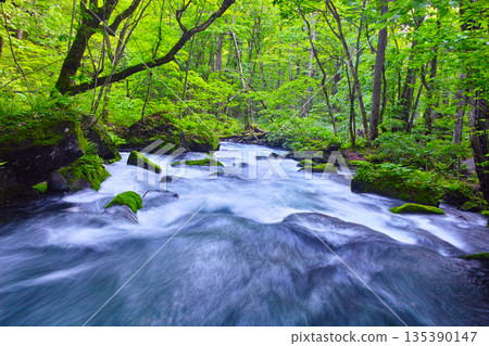 Fresh green scenery of Oirase Valley, Towada City, Aomori Prefecture 135390147
