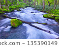 Fresh green scenery of Oirase Valley, Towada City, Aomori Prefecture 135390149