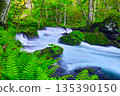Fresh green scenery of Oirase Valley, Towada City, Aomori Prefecture 135390150