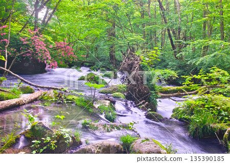 青森縣十和田市奧入瀨溪谷景色優美，綠意盎然，山地杜鵑盛開。 135390185