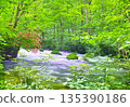 Scenery of Oirase Valley with fresh greenery and full-blooming mountain azaleas in Towada City, Aomori Prefecture 135390186