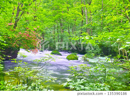 Scenery of Oirase Valley with fresh greenery and full-blooming mountain azaleas in Towada City, Aomori Prefecture 135390186