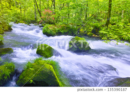 青森縣十和田市奧入瀨溪谷景色優美，綠意盎然，山地杜鵑盛開。 135390187