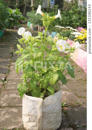 wishbone flower Ayurvedic medicinal plant on nursery 135390243