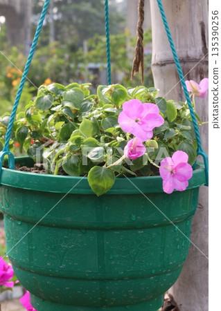 Impatiens flower plant on nursery for sell 135390256
