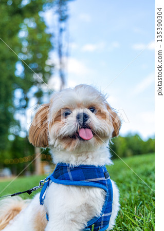 A small white and brown dog is wearing a blue harness A small white and brown dog is wearing a blue harness 135390304