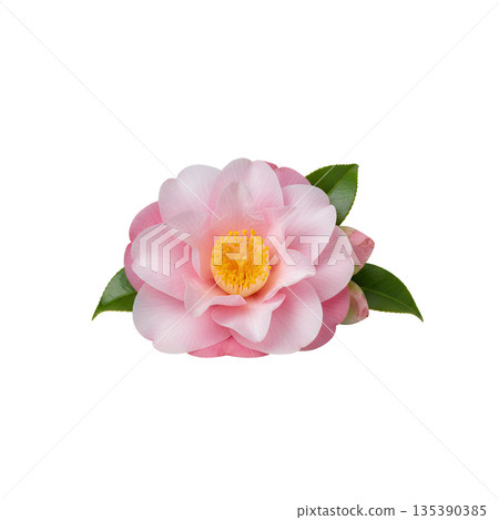Pink camellia flower with leaves 135390385