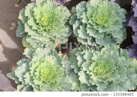 Ornamental cabbages also called flowering cabbage on nursery Ornamental cabbages also called flowering cabbage on nursery 135390465