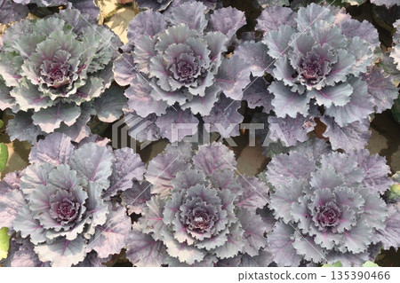 Ornamental cabbages also called flowering cabbage on nursery Ornamental cabbages also called flowering cabbage on nursery 135390466