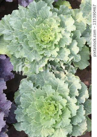 Ornamental cabbages also called flowering cabbage on nursery Ornamental cabbages also called flowering cabbage on nursery 135390467