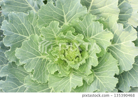 Ornamental cabbages also called flowering cabbage on nursery 135390468