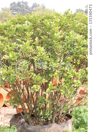 Aglaia odorata or Chinese Perfume flower Plant Aglaia odorata or Chinese Perfume flower Plant 135390473