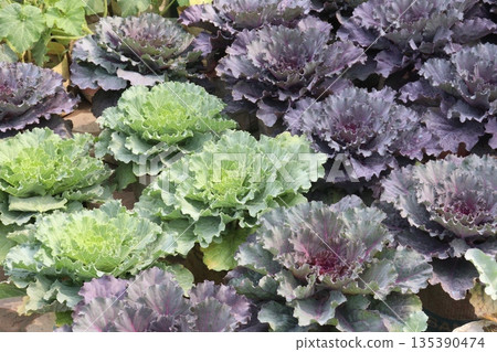 Ornamental cabbages also called flowering cabbage on nursery 135390474