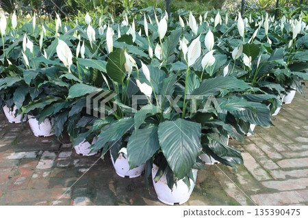 Spathiphyllum tree plant on farm Spathiphyllum tree plant on farm 135390475