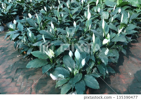 Spathiphyllum tree plant on farm Spathiphyllum tree plant on farm 135390477
