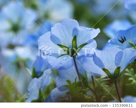 blue flower blue flower 135390611