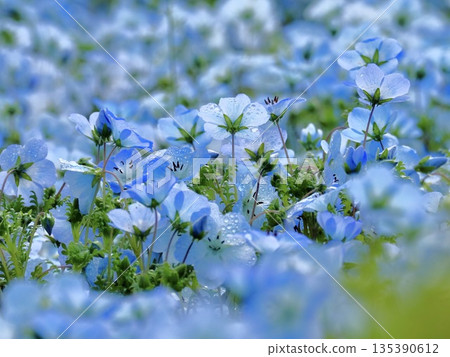 Morning dew Nemophila Morning dew Nemophila 135390612