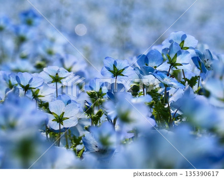 清晨的花田 135390617
