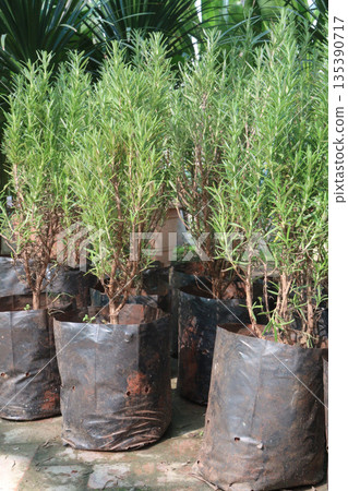 Rosemary leaf plant on pot 135390717