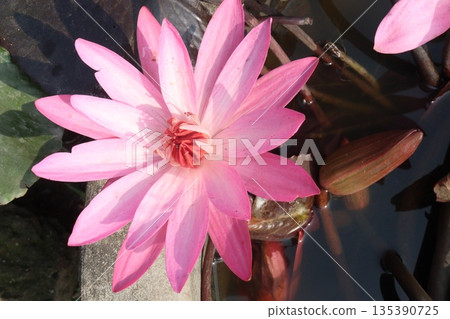 water Lily Flowers plant on pot in farm water Lily Flowers plant on pot in farm 135390725